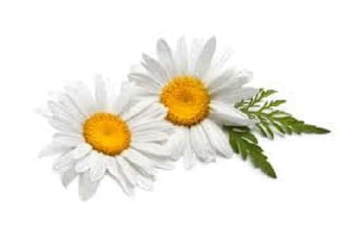 Angel’s Mist Chamomile Essential Oil