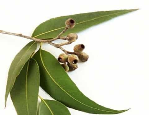 Angel’s Mist Eucalyptus Essential Oil