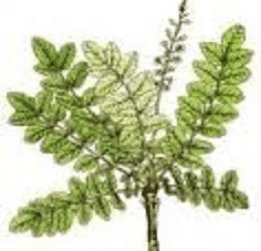 Angel’s Mist Frankincense Essential Oil
