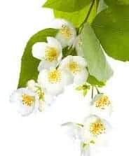 Angel’s Mist Jasmine Absolute Essential Oil