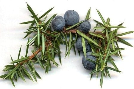 Angel’s Mist Juniper Berry Essential Oil