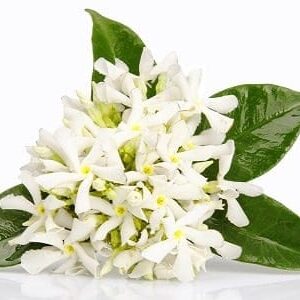 Angel’s Mist Neroli Essential Oil
