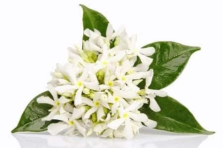 Angel’s Mist Neroli Essential Oil