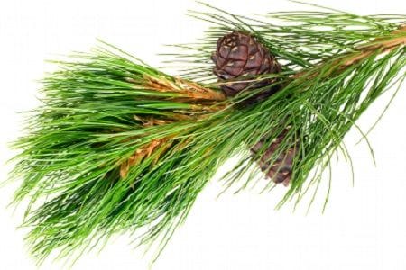Angel’s Mist Pine Essential Oil