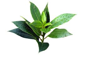 Angel’s Mist Tea Tree Essential Oil
