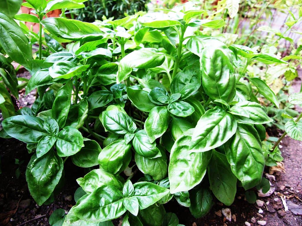 Basil Tincture
