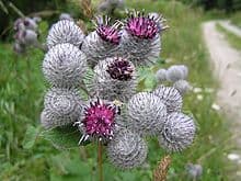 Burdock Tincture