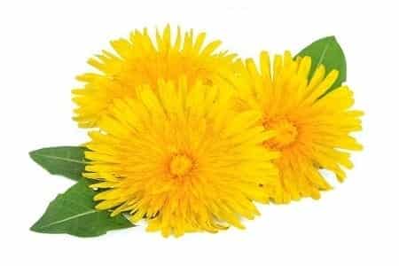 Dandelion Tincture