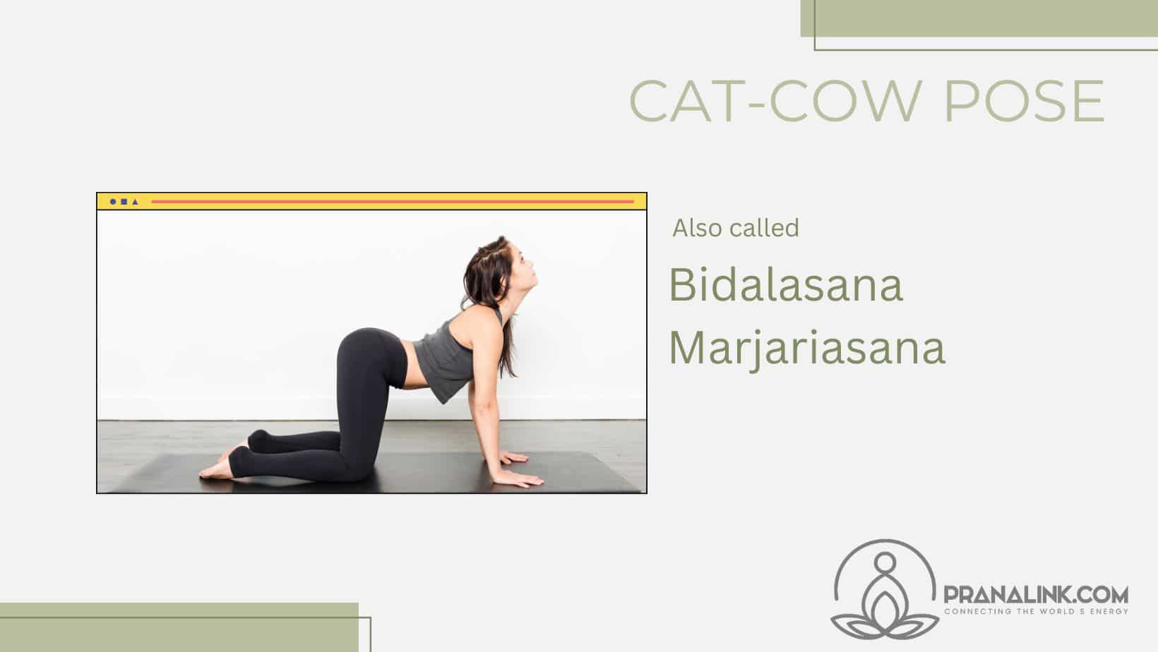 cat cow pose
