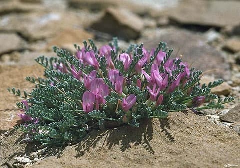 Astragalus Tincture